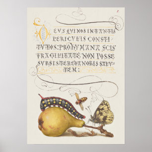 Trädgårdsinsekter, fluga, larv, päron, mångfoting poster