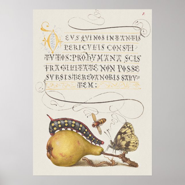 Trädgårdsinsekter, fluga, larv, päron, mångfoting poster (Framsidan)