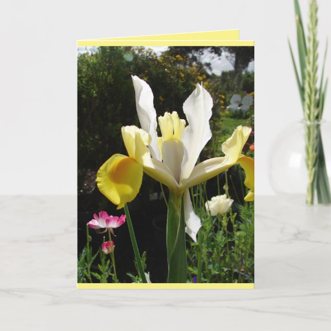 Trädgårdsiris i gult, blomkort kort (Framsida)