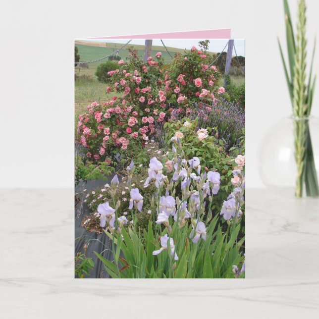 Trädgårdsis Iris Rosa Skönhet Blommig Kort (Framsida)