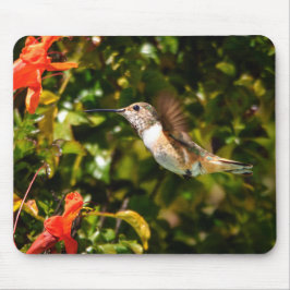 Trädgårdsjuvel: Kolibri i blomning Musmatta