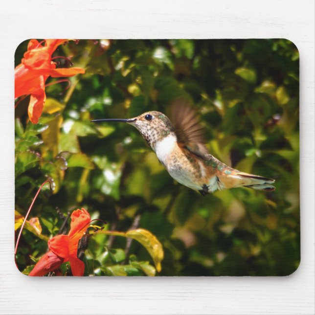 Trädgårdsjuvel: Kolibri i blomning Musmatta (Framsidan)