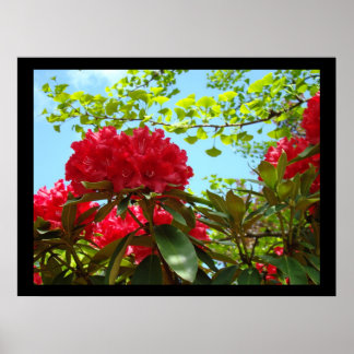 Trädgårdskonsttryck Röda Rhodies Blommor Kontor Poster