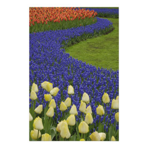 Trädgårdsmönster av druvhyacintblommor och 2 fototryck