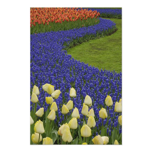 Trädgårdsmönster av druvhyacintblommor och 2 fototryck (Framsidan)