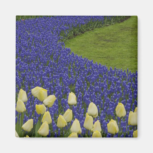Trädgårdsmönster av druvhyacintblommor och 2 magnet (Framsidan)