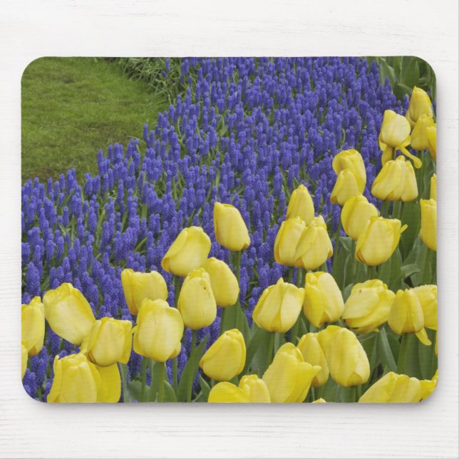 Trädgårdsmönster av druvhyacintblommor och musmatta (Framsidan)