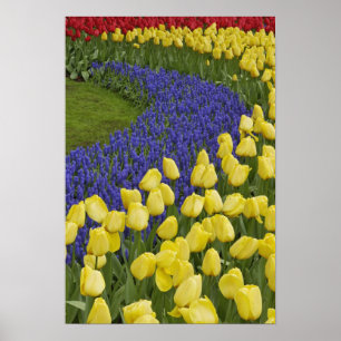 Trädgårdsmönster av druvhyacintblommor och poster