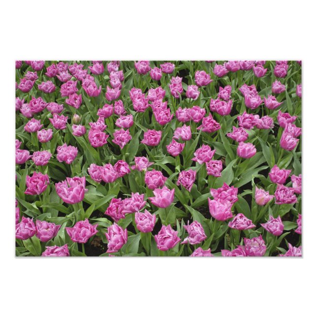 Trädgårdsmönster av tulpaner, Keukenhof Gardens, Fototryck (Framsidan)