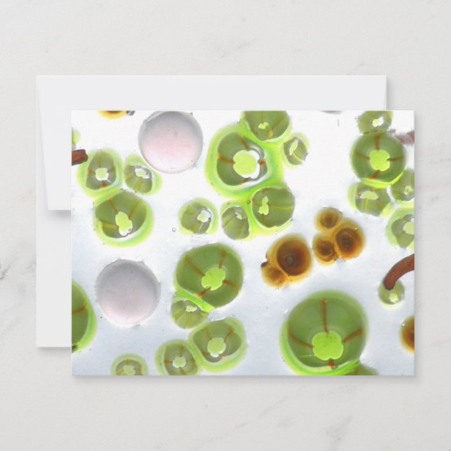 trädgårdsnr 10 (Framsida)