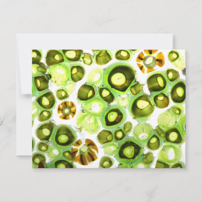 trädgårdsnr 11 (Framsida)