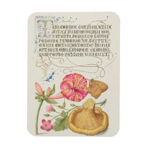 Trädgårdsscen med blommor, fjäril och svamp magnet