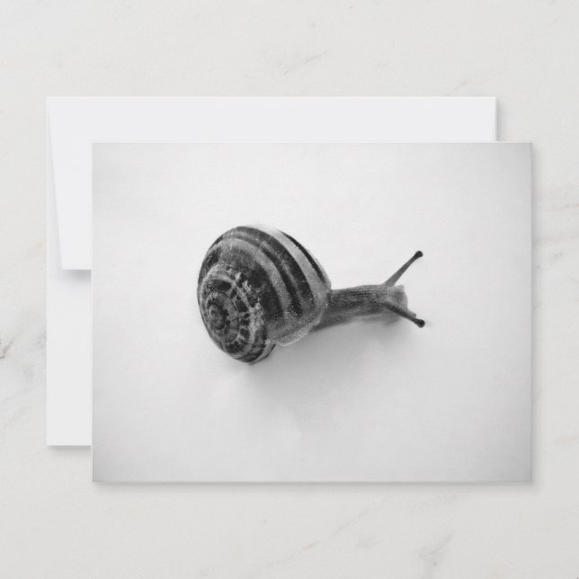 Trädgårdssnäcka Naturfotografi (Framsida)