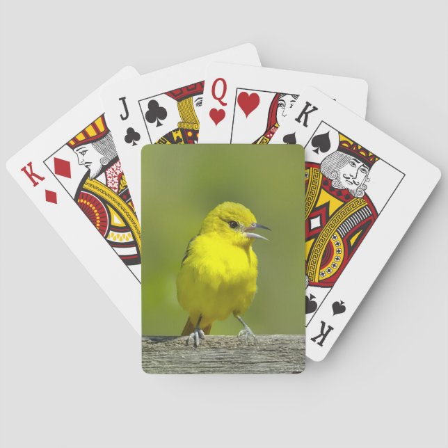 Trädgårdstrupial - Originalfotografi Casinokort (Baksidan)