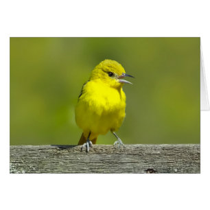 Trädgårdstrupial - Originalfotografi Hälsningskort