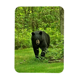 Trädgårdsvartbjörn Magnet