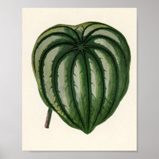 Trädgårdsväxter Poster