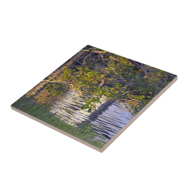 Trädgrenar, solljus, reflektion kakelplatta (Sidan)