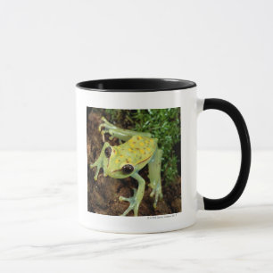 Trädgroda (hylidaen) mugg