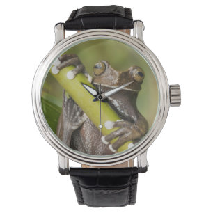 Trädgroda Hyloscirtus Armbandsur