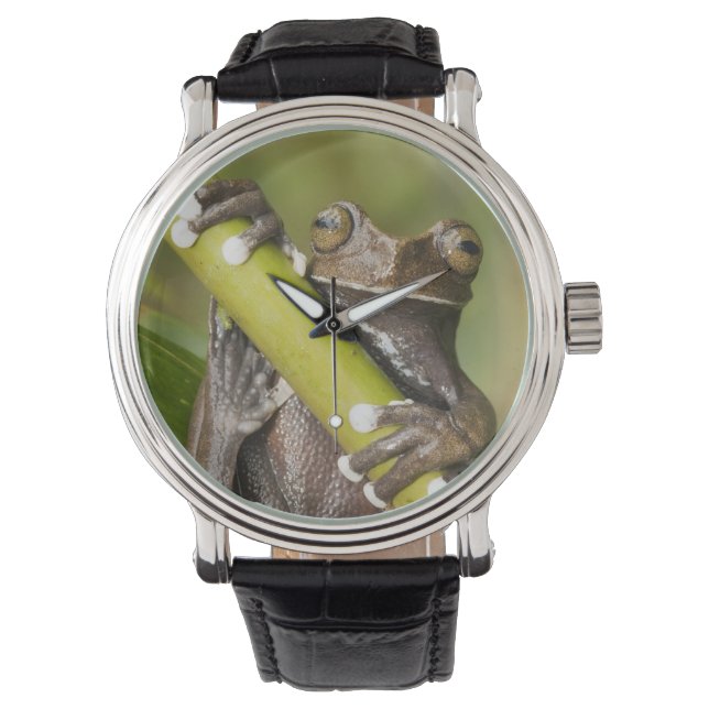 Trädgroda Hyloscirtus Armbandsur (Framsida)