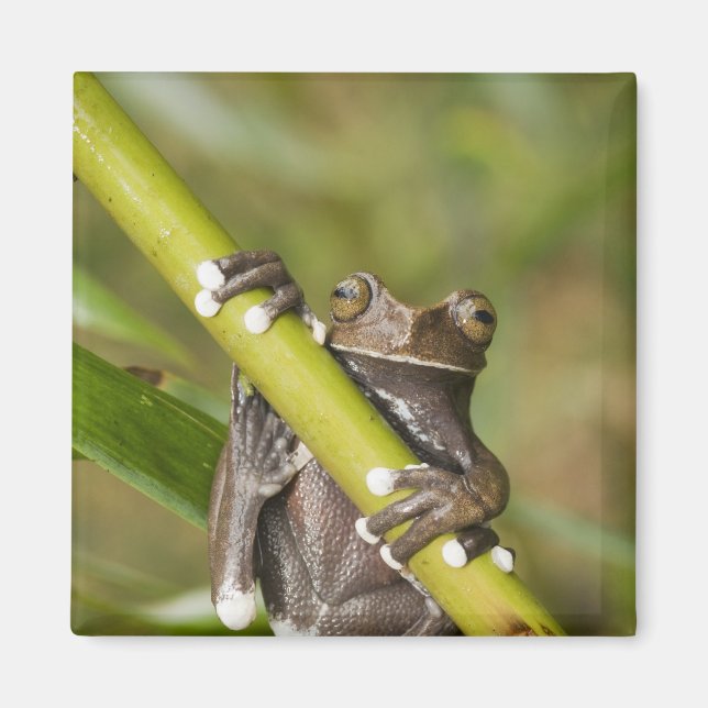 Trädgroda Hyloscirtus Magnet (Framsidan)
