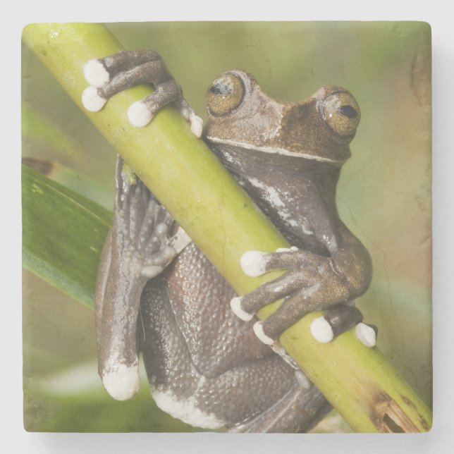 Trädgroda Hyloscirtus Underlägg Sten (Framsidan)
