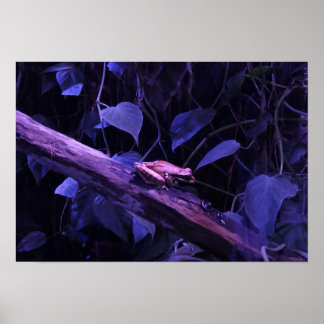 Trädgroda i Costa Rica Poster