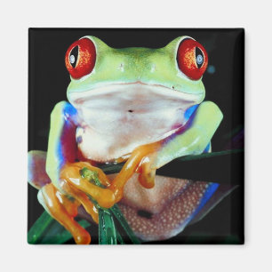 Trädgroda Magnet