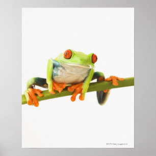 Trädgroda på stem poster