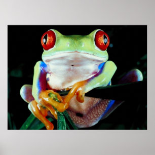 Trädgrodaaffisch Poster
