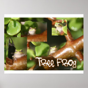 TrädgrodaCollage, samma olik groda poserar Poster