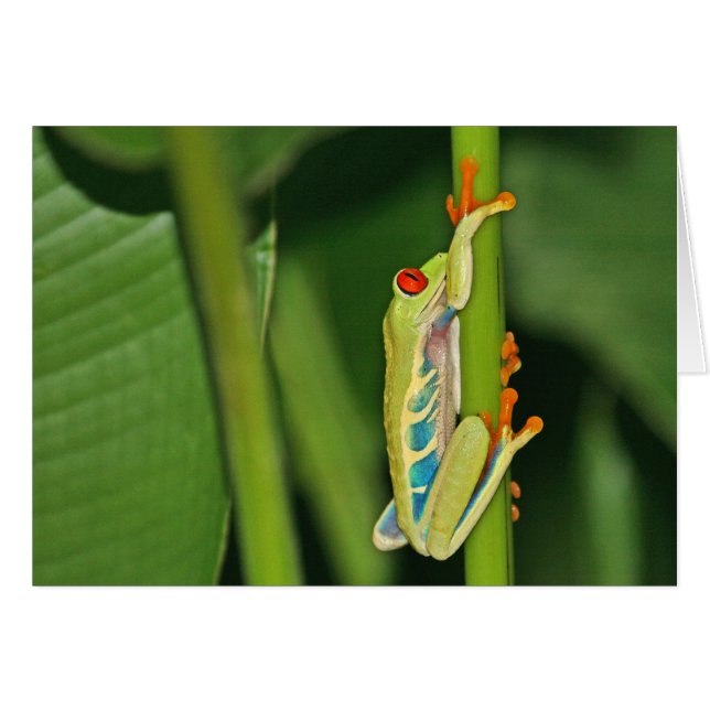 Trädgrodafoto Hälsningskort (Framsidan Horizontal)