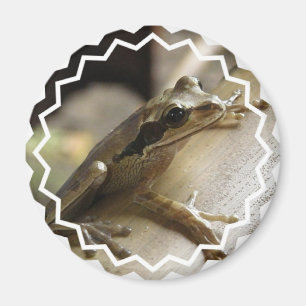 Trädgrodamagnet Magnet