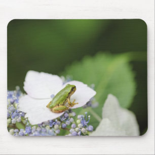 Trädgrodasitta på en vanlig hortensia, Hyogo Musmatta