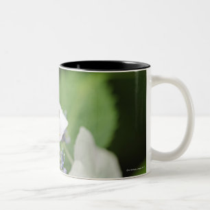 Trädgrodasitta på en vanlig hortensia, Hyogo Två-Tonad Mugg