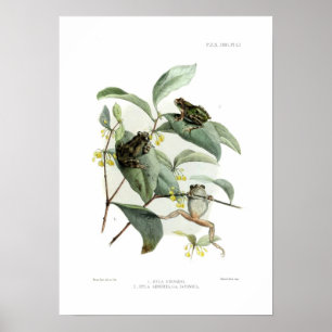 Trädgrodor Poster