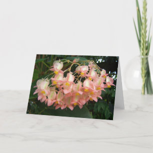 Trading Begonia Kort