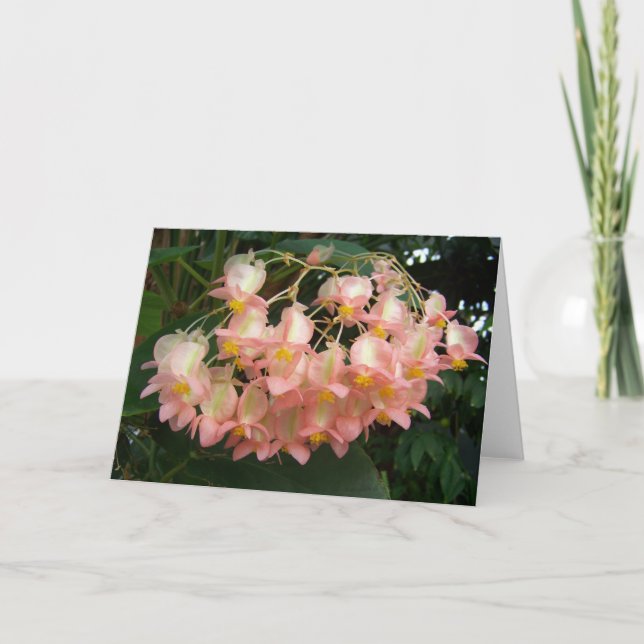 Trading Begonia Kort (Framsida)