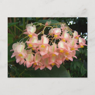 Trading Begonia Vykort