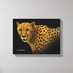 Trading Glances med en magnificent Cheetah Canvastryck