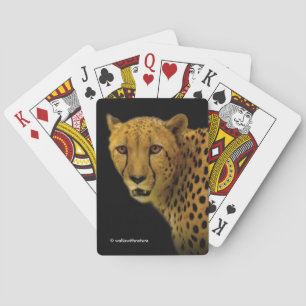 Trading Glances med en magnificent Cheetah Casinokort