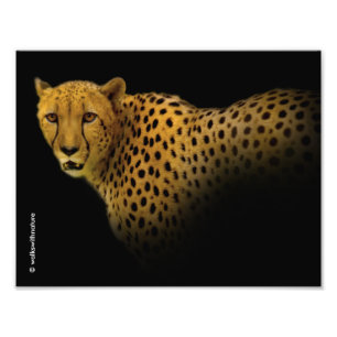 Trading Glances med en magnificent Cheetah Fototryck