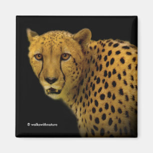 Trading Glances med en magnificent Cheetah Magnet