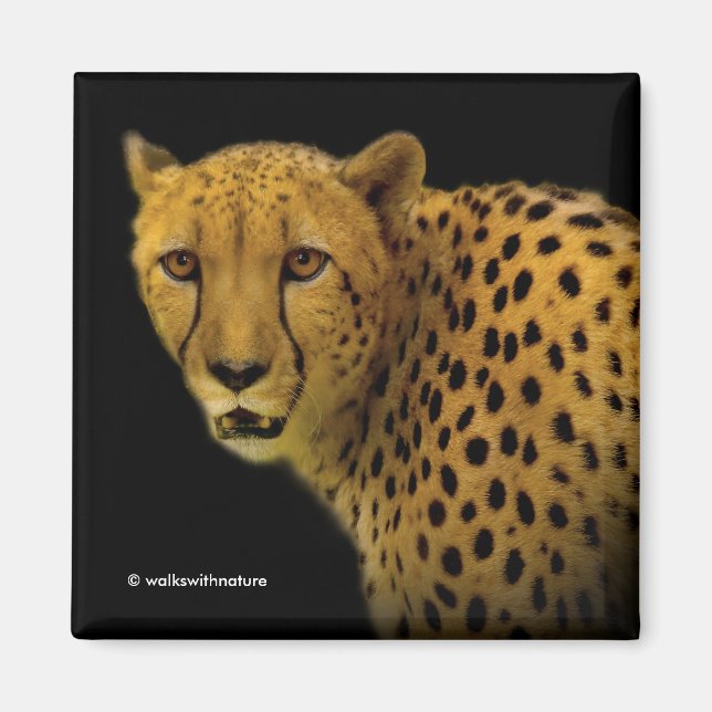 Trading Glances med en magnificent Cheetah Magnet (Framsidan)