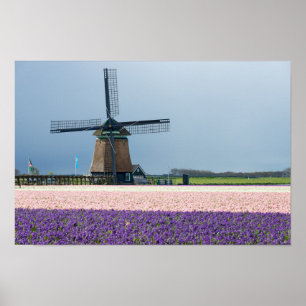Traditionell kvarn med rosor och lila blommor poster