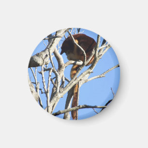 Trädkängurumagnet Magnet