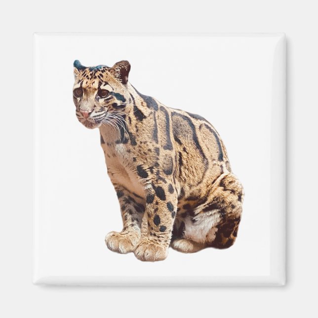 trädleopard fotografi djungel stor katt djur   magnet (Framsidan)