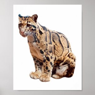 trädleopard fotografi djungel stor katt djur poster