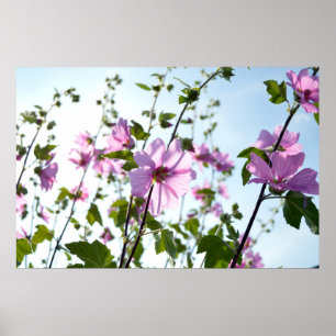 Trädmalva blommar på sommaren poster